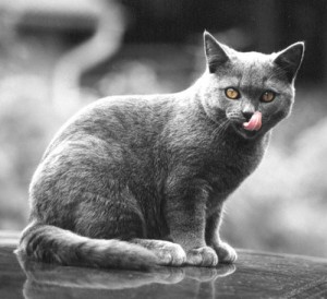 Сіра кішка - поступливе і флегматичне тварина, димчастий забарвлення і наявність особливого гена,