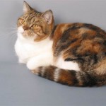 Сіра кішка - поступливе і флегматичне тварина, димчастий забарвлення і наявність особливого гена,