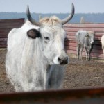 Сіра українська, тваринництво ВРХ