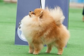 Puiul Spitzului Pomeranian