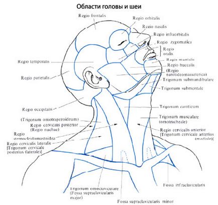 Gâtul unei persoane, anatomia gâtului, structura, funcțiile, imagini pe eurolab