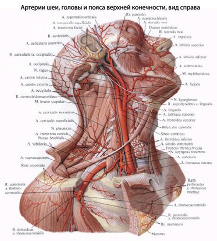 Gâtul unei persoane, anatomia gâtului, structura, funcțiile, imagini pe eurolab