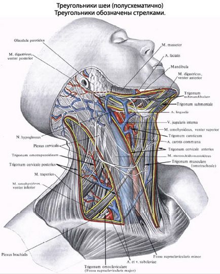 Gâtul unei persoane, anatomia gâtului, structura, funcțiile, imagini pe eurolab