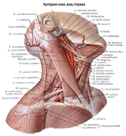 Gâtul unei persoane, anatomia gâtului, structura, funcțiile, imagini pe eurolab