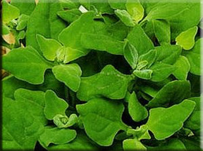 Шпинат (spinacia oleracea)