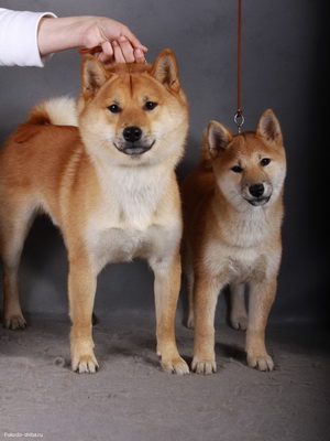 Shiba Inu kutya fotó és leírás a természet és a szabvány a fajta