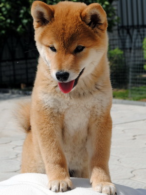 Shiba Inu fotografie și descriere a câinilor, a caracterului și a rasei standard