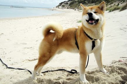 Shiba Inu fotografie și descriere a câinilor, a caracterului și a rasei standard