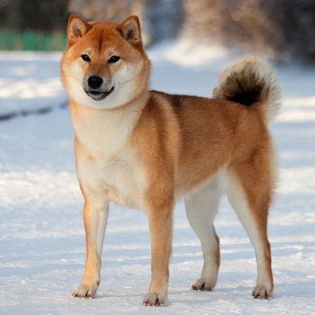 Shiba Inu kutya fotó és leírás a természet és a szabvány a fajta