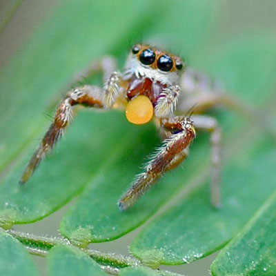 Cât de mult mănâncă păianjenii, știința și viața