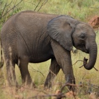 Câți elefanți trăiesc