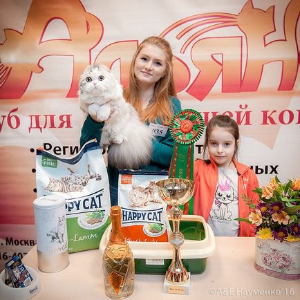 Scottish Folds și Scottish Strights - pisici scoțiene din Yaroslavl