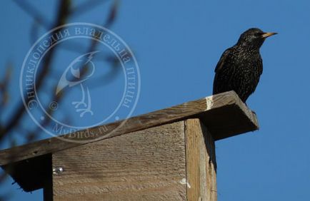 Birdhouses și alte case pentru păsări - enciclopedie a proprietarului unei păsări