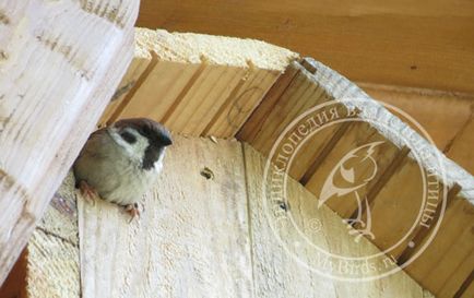 Шпаківні та інші будиночки для птахів - енциклопедія власника птиці