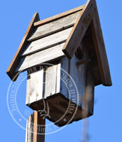 Birdhouses și alte case pentru păsări - enciclopedie a proprietarului unei păsări