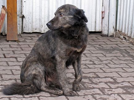 Vérnyomok és a friss sírok a moszkvai ügyészség ellenőrzi a kutya menedéket - Moszkva