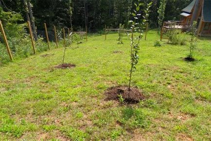 Plum - plantare și de îngrijire, decât să se hrănească după înflorire, tăiere în primăvară scheme, video