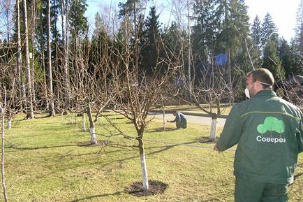 Plum - plantare și de îngrijire, decât să se hrănească după înflorire, tăiere în primăvară scheme, video