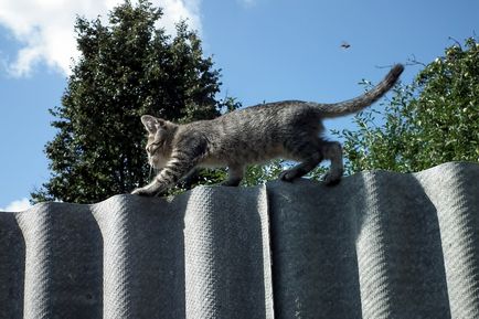 Смішні коти - 10 цікавих фактів, 40 ФотоСвіт будиночок в селі