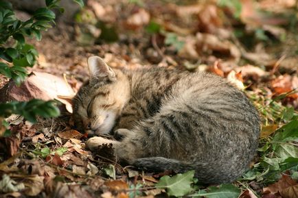 Смішні коти - 10 цікавих фактів, 40 ФотоСвіт будиночок в селі