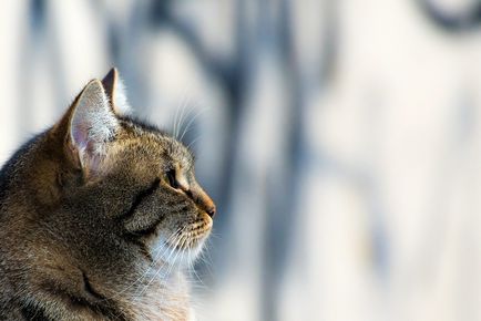 Смішні коти - 10 цікавих фактів, 40 ФотоСвіт будиночок в селі