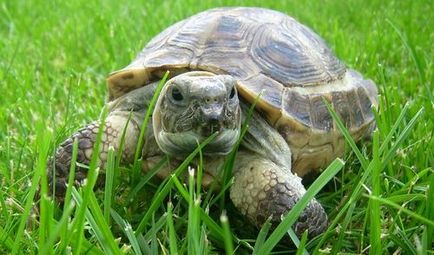 Întreținerea și hrănirea țestoaselor din Asia Centrală