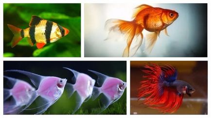 Conținutul de pește neon acasă! Ce mănâncă specia lor?