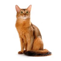 Сомалі - сестра абіссінської кішки - загадкові кішки