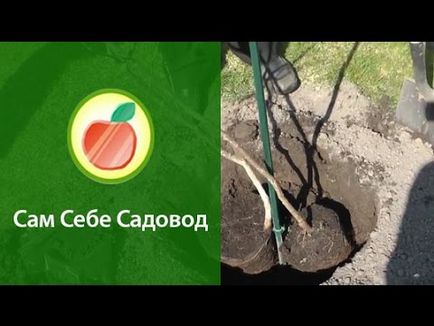 Сорти кизилу для Підмосков'я і середньої смуги Росії