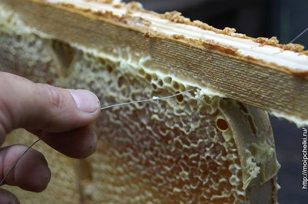 Стільниковий секційний мед, блог сергея самойлова