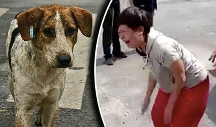 Az alkalmazottak a kínai egyetemi megölt kutyák menedéket