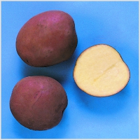 Середньопізні столові сорти картоплі, їх властивості та фотовсё для фермерів