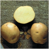 Soiuri moderne de cartofi târziu, proprietățile lor și fotografii pentru agricultori