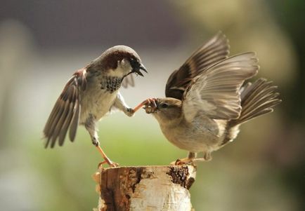 Versek mintegy verebek (Bird Market)