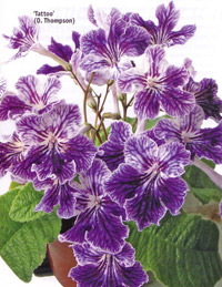 Streptocarpus frumos și nemanipulat