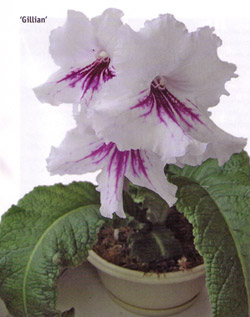 Streptocarpus este frumos și nemanipulat