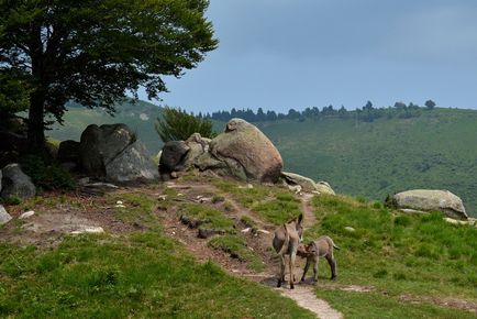 Streza - italiană în rusă