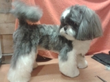 Dog Grooming в Yasenevo