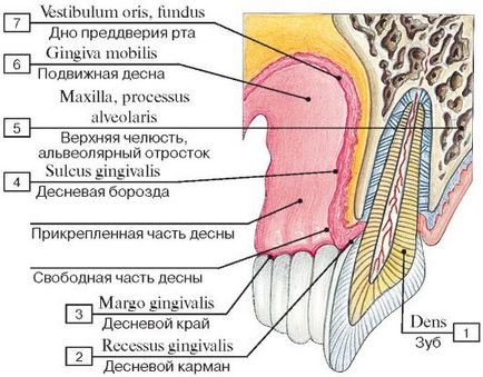 A szerkezet a fogíny - Encyclopedia of Dentistry