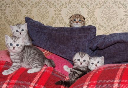 Grădiniță superfold de pisici Scottish Fold și pisici britanice, pisoi Scottish Fold,