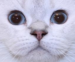 Grădiniță superfold de pisici Scottish Fold și pisici britanice, pisoi Scottish Fold,