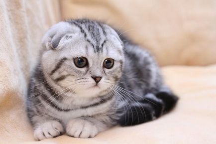 Grădiniță superfold de pisici Scottish Fold și pisici britanice, pisoi Scottish Fold,