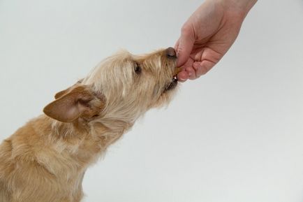 Alimente uscate sau alimente naturale cum să ridice un aliment de câine - articole de casă, alegere, îngrijire