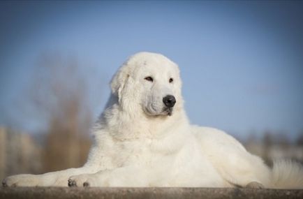 Alimente uscate sau alimente naturale cum să ridice un aliment de câine - articole de casă, alegere, îngrijire