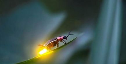 Firefly în noapte scânteie - firefly, ivana înot, insecte, licurici
