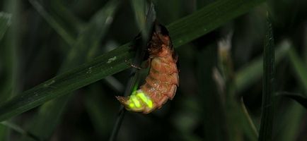 Firefly ragyogja be az éjszakát - szentjánosbogár, Midsummer, rovarok, szentjánosbogarak