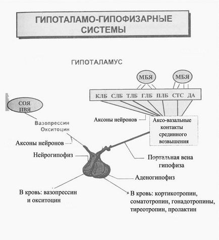 Schema de reglementare hormonală - stadopedia