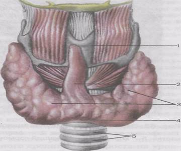 Schema de reglementare hormonală - stadopedia