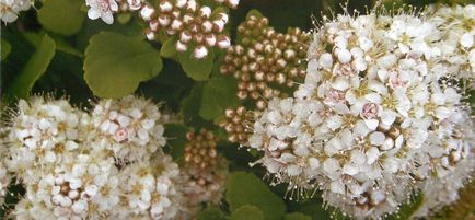 Meadowsweet hasznos tulajdonságokat és ellenjavallatok