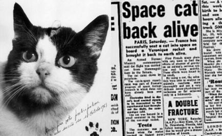 Istoria secretă a primei pisici din spațiu